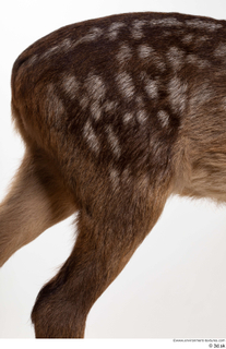 Deer doe back leg 0001.jpg